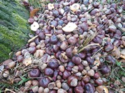 Výprava do lesa, krmení zvířátek